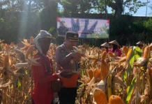 Panen Jagung, Kampung Melayu Perkuat Ekonomi Petani dan Dukung Swasembada Pangan