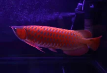 Pesona Siluk Merah, Sang "Ikan Naga" Purba Endemik Kalimantan Barat yang Mendunia