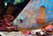 Bikin Kaget! Pasir Putih Pantai yang Kamu Injak Ternyata Berasal dari Seekor Ikan