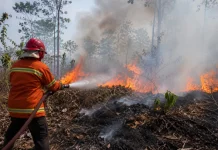 Mengapa Kebakaran Hutan Lebih Mudah Terjadi saat Kemarau?
