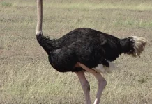 Punya Sayap Tapi Tak Bisa Terbang, Kenali Empat Spesies Unik Burung Ini