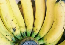 Pisang ambon: Cemilan Sehat Kaya Nutrisi