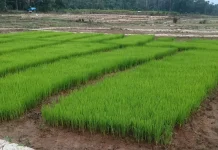 Kemarau Picu Gagal Tanam, Petani di Kaur Alami Kerugian