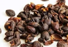 Pemanfaatan Limbah Kulit Kopi Menjadi Kompos Organik Berkualitas