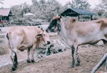 Pemda Bengkulu Selatan Akan Tindak Tegas Pemilik Ternak Liar