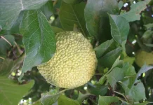 Keunikan Pohon Osage Orange: Peninggalan Purba yang Memiliki Kayu Terkuat