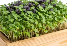 Metode Menanam Sayuran Microgreens di Lahan Sempit dalam Rumah