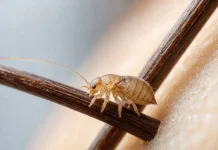 Ilmuwan Temukan Ancaman Baru: Virus Gigitan Kutu Mampu Menipu Sistem Imun Manusia