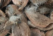 Pengolahan Limbah Sabut Kelapa Menjadi Media Tanam Cocopeat