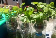 Pembuatan Pot Hidroponik Mini dari Botol Plastik Bekas Minuman