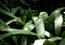 Pemanfaatan Ekstrak Daun Pandan Menjadi Lilin Aroma Alami