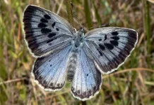 Penyamar Cerdas dari Alam: Kupu-kupu Large Blue Si Penyusup Ulung di Sarang Semut