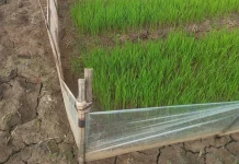 Dampak Kemarau Puluhan Hektar Sawah Hamparan Sawah Lebar Gagal Tanam