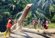 BPBD Bengkulu Selatan Melakukan Pemangkasan Pohon Rawan Tumbang Desa Pagar Dewa