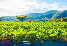 Manfaat dan Strategi Program Kebun Gizi Anak di Lingkungan RT