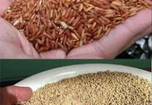 Mengenal Pakan Ayam Berkualitas