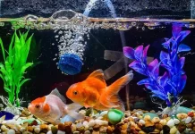 Jenis-jenis Ikan untuk Aquarium