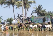 Koramil Manna Hadiri Penanaman Padi Serentak