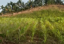 Petani Jagung di Kaur Pasrah Hadapi Gagal Panen akibat Kemarau