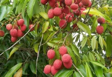 Intip Khasiat Buah Leci untuk Kesehatan Tulang hingga Cegah Penyakit Kronis