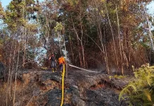 Peran Masyarakat dalam Mencegah Kebakaran Hutan dan Lahan