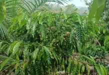 Kemarau Panjang Berpengaruh Terhadap Pertumbuhan Bunga Kopi