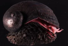 Siput Besi Laut Dalam: Keajaiban Zirah Alami di Kedalaman Samudra
