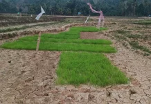 Musim Kemarau, Petani Kelam Tengah Hadapi Krisis Air untuk Sawah