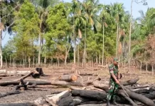 Babinsa Koramil Kaur Tengah Patroli Cegah Karhutla