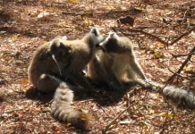 Evolusi Terpisah: Alasan Utama Lemur Sangat Berbeda dari Monyet
