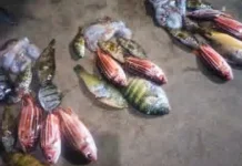 Mencari Ikan di Pantai, Peluang Usha Sampingan bagi Masyarakat Pesisir