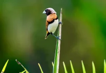 Kecil dan Lincah, Berikut Beberapa Fakta Burung Pipit