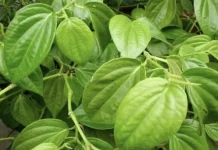 Inilah Manfaatnya Daun Sirih