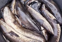 Manfaat Konsumsi Ikan Gabus untuk Penyembuhan Luka