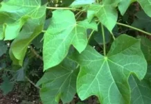Daun Jarak Ampuh Atasi Batuk Membandel