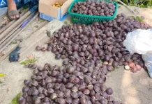 Saat Musim Panen, Jengkol Jadi Sumber Pendapatan Tambahan Petani Kaur