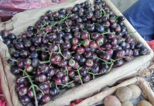 Menjelajah Potensi Kesehatan Buah Kupa, Si Ungu Langka Kaya Manfaat