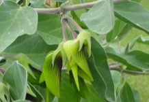 Pesona Green Birdflower, Bunga Unik Mirip Kawanan Burung Mungil