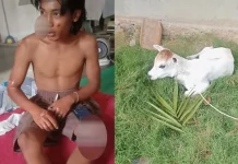 Anak Sapi Tabrak Motor, Pemuda di Maje Alami 20 Jahitan