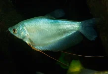 Mengenal Keragaman Ikan Sepat: ternyata Ada Enam Spesies Resmi di Dunia