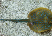 Ikan Pari, Penghuni Laut yang Unik dan Penting Bagi Ekosistem