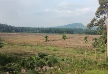 Gagal Panen akibat Kemarau, Petani di Kaur Cemas Kehilangan Penghasilan