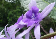 Pesona Petrea Volubilis: Tanaman Merambat Ungu yang Menawan Hati