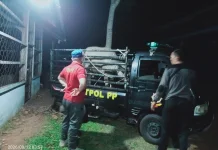 Satpol PP Kaur Gencarkan Razia, Ternak Berkeliaran Mulai Berkurang