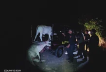 Satpol PP Kaur Amankan Dua Sapi Berkeliaran di Tanjung Besar
