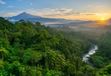 Hutan Indonesia Hampir 96 Juta Hektare, Masuk Jajaran Terluas Dunia