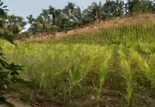 Kemarau Panjang Ganggu Aktivitas Pertanian dan Tekan Daya Beli Masyarakat di Kaur