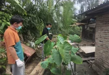 Cegah Penyebaran DBD Puskesmas Mentiring Bagikan Bubuk Abate