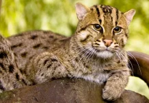 Kucing Bakau, Perenang Unggul Asia yang Kian Terancam Punah