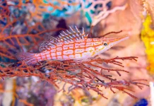 Longnose Hawkfish: Predator Kecil Bermoncong Panjang Penghuni Terumbu Karang